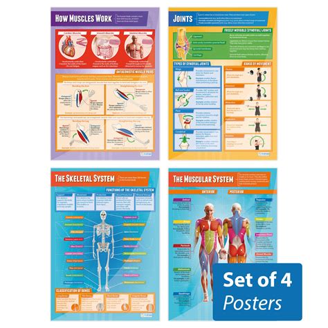 Buy Muscular & Skeletal System s - Set of 4 | Science s | Laminated ...