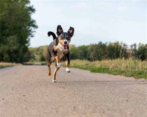 Image result for How Fast Can Dogs Run