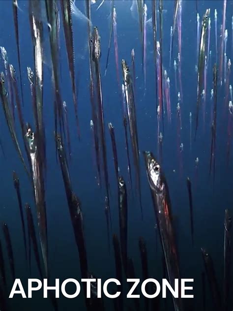 Prime Video: Aphotic Zone