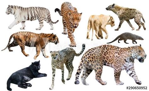 Image result for African Predators vs Predators