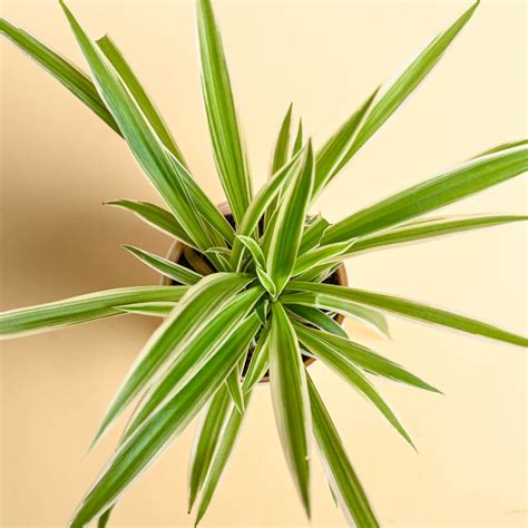 Spider Plant For Mother's Day Gifting – Ugaoo