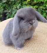 Image result for Cutest Bunny Rabbits