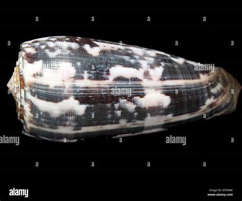 The shell of a striated cone snail (Conus striatus Stock Photo - Alamy