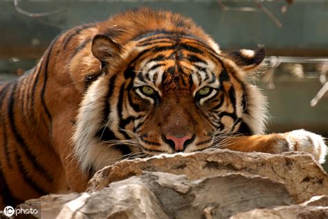 老虎寿命最长几年（25%老虎活不过20年，3次劫难虎一生必须经历） | 说明书网