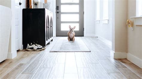 Pet-Friendly Flooring: Best Options for Homes with Furry Friends - End ...