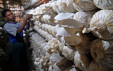 cara budidaya pohon serut