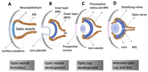 Embryonic Retina Self-Organization In Vivo | Encyclopedia MDPI