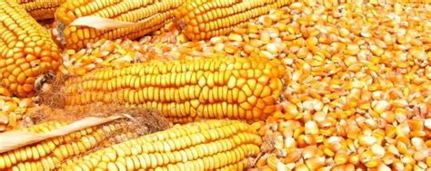 玉米有哪些品种 - 农敢网