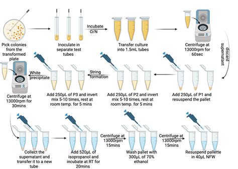 DNA Isolation Animation 的图像结果