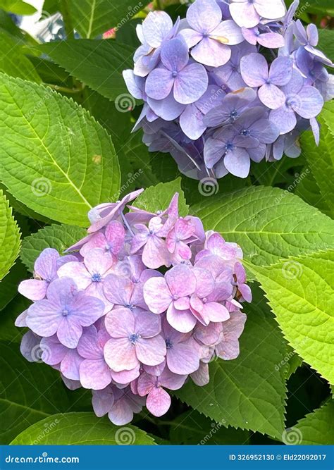 Closeup of Hydrangea Macrophylla, Big Leaf Hydrangea Stock Photo ...