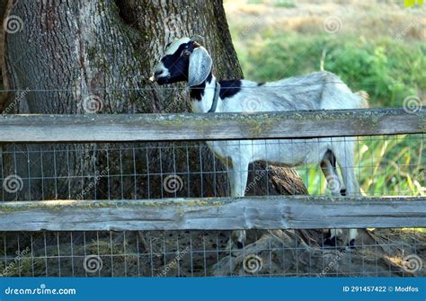 Behavior Of Goats