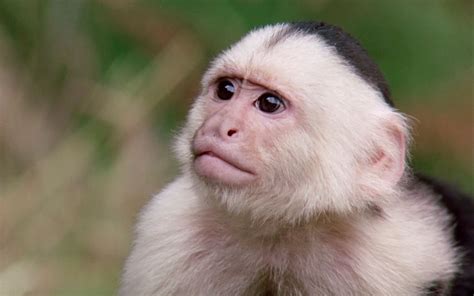 Sounds of Dying Prey 的图像结果