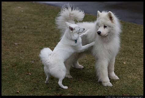 Alaskan Eskimo Dog