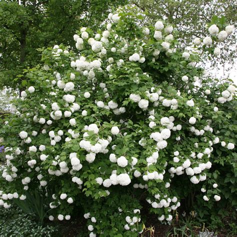 Buy snowball tree (syn. Sterile) Viburnum opulus 'Roseum': Delivery by ...