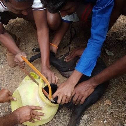 Karnataka police officers save a stray dog - IBTimes India