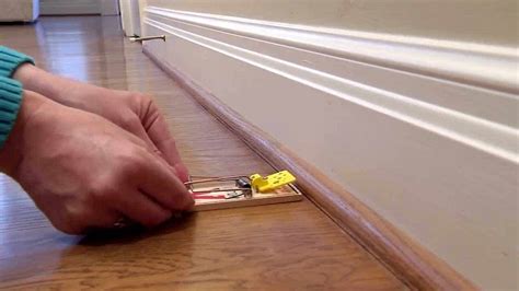 Image result for How to Set Mouse Guard Mouse Trap