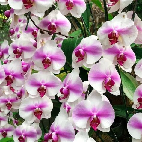 Phalaenopsis Orchid ⁠⁠Eve - Mature Plant