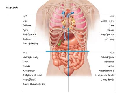 Abdominal Quadrants Blank