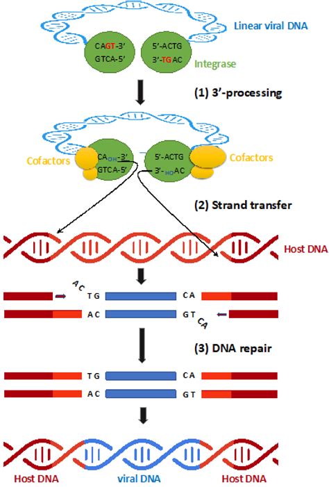Different Pathways Conferring Integrase Strand-Transfer Inhibitors Resistance