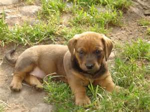Tiere Kleinanzeigen Treuenbrietzen Anzeigenmarkt Treuenbrietzen