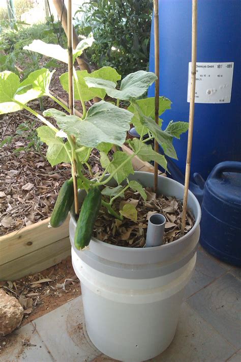Growing Bush Cucumbers In Containers at Alejandro Harden blog