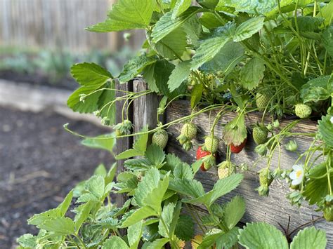 How to grow strawberries in a small garden – Whitney Anderson Gardening