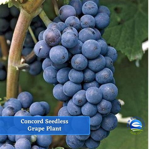Concord Seedless Grape Vine Plant Bareroot - Etsy
