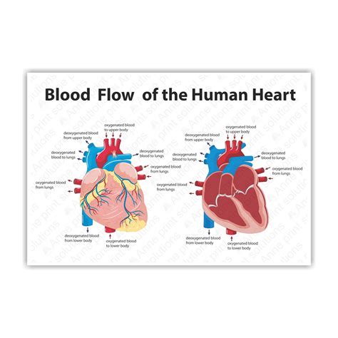 Anne Print Solutions® Blood Flow Of The Human Heart Poster For Hospital ...