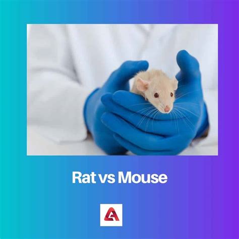 Rat vs Mouse: Difference and Comparison