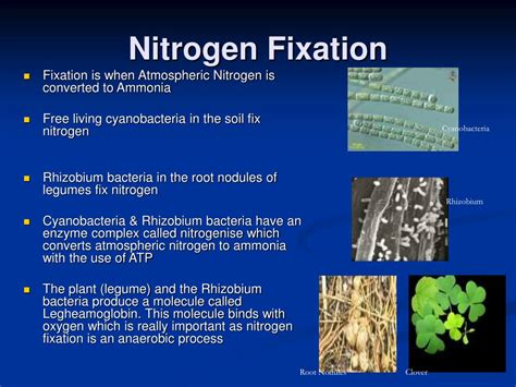 Image result for Nitrogen Fixation Process