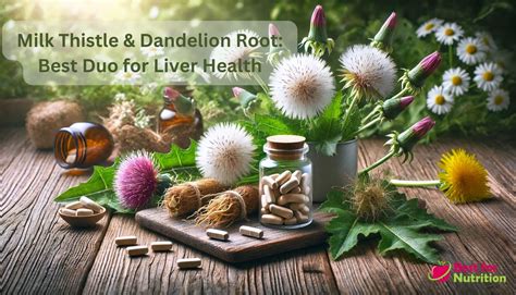 Milk Thistle & Dandelion Root: Best Duo for Liver Health