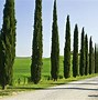 Image result for Fast Growing Evergreen Trees