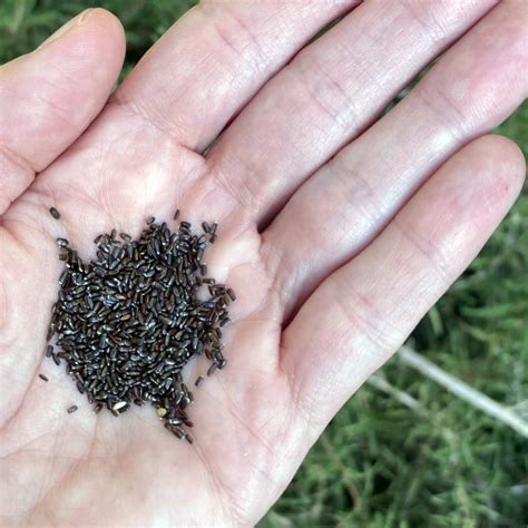 Organic Lavender Seeds | Fontana Seeds