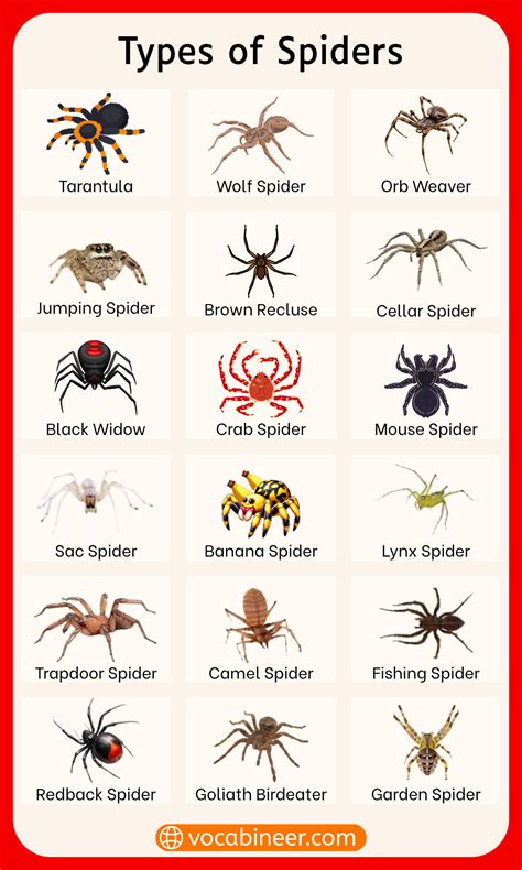 Types of Spiders and their Names with Pictures