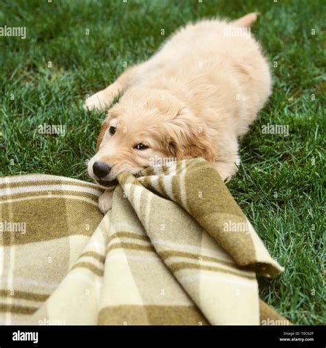 Mischievous behavior hi-res stock photography and images - Alamy