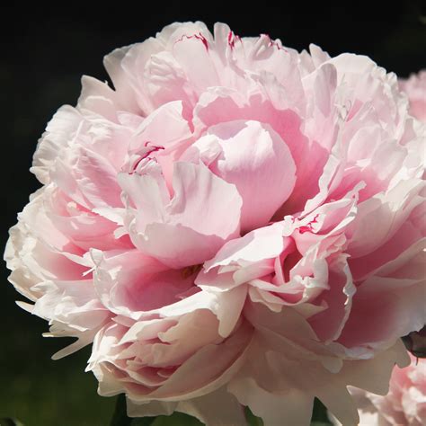 The Peony Flower: Meanings, Images & Insights | Floraly