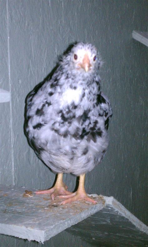 Image result for Mottled Java Chicken Egg Color