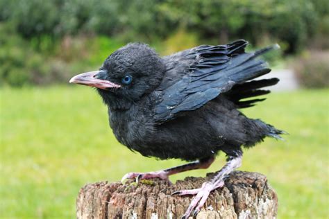 A raven in his first summer, probably even earlier than that. (Note the ...