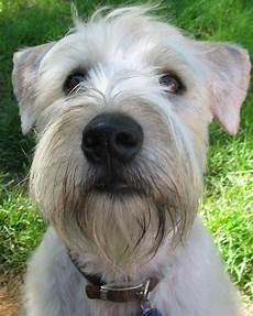 soft coated wheaten terrier haircut dog wheaten soft coated wheaten terrier haircut wheaten terrier puppy soft coated wheaten terrier soft coated wheaten terrier haircut dog wheaten soft coated wheaten terrier haircut wheaten terrier puppy soft coated wheaten terrier