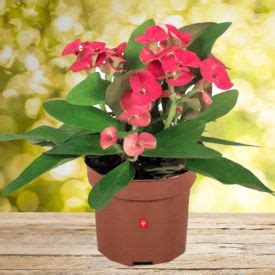 Send Plants to Mumbai, Plant Delivery in Mumbai | OD