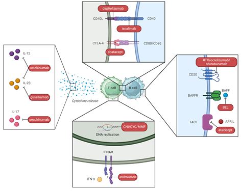Lupus Nephritis from Pathogenesis to New Therapies: An Update