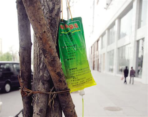 鞍山：胜利南路银杏树挂“吊瓶”（图） - 资材资讯 - 园林资材网