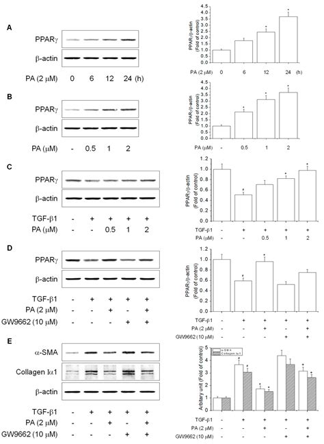Platyconic Acid A, Platycodi Radix-Derived Saponin, Suppresses TGF-β1 ...