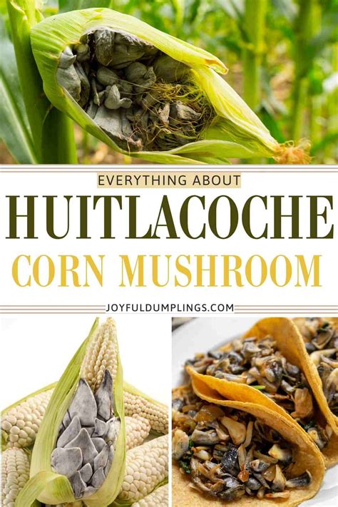 Corn Fungus Nutritional Value at Kate Gask blog