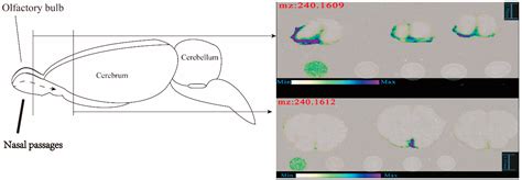 Spatial Distribution of (R)-salbutamol in Rat Brain Following Nasal and ...