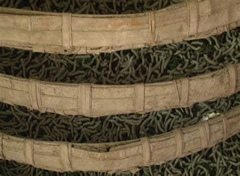D'source Silkworm Rearing | Cocoon Formation | D'Source Digital Online ...