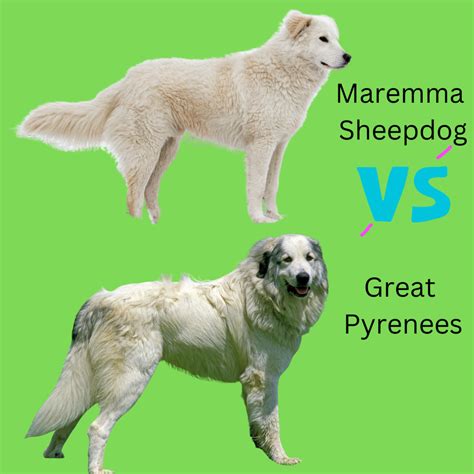 Maremma Sheepdog vs Great Pyrenees: 10 Differences - PetHelpful