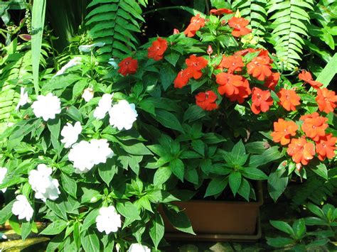 My Dry Tropics Garden: Impatiens hawkeri - New Guinea Impatiens