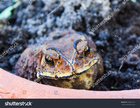 Toad Face 的图像结果
