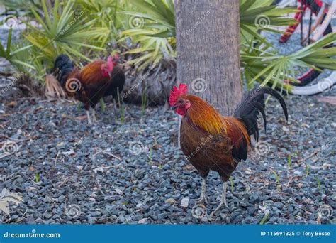 Key West Feral Chickens stock image. Image of wild, livestock - 115691325